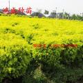 黄金香柳
