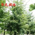 大腹木棉