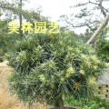 红芽罗汉松