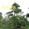 罗汉松