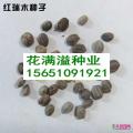 红继木