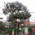 茶花