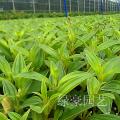 角茎野牡丹