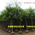 花叶富贵榕 花叶高山榕