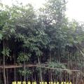 腊肠树