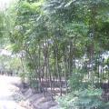 黄山栾树