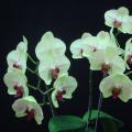 SH88　大蜻蜓　拉丁文P.Mei Dar Green　