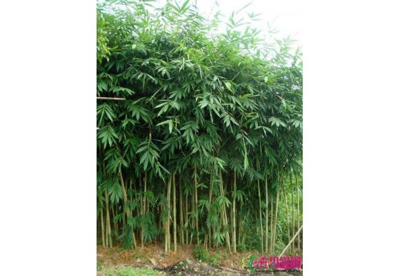玉韵竹
