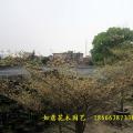 锦叶榄仁