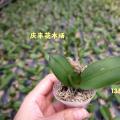 其它热带兰