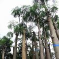 象脚树（象脚木）