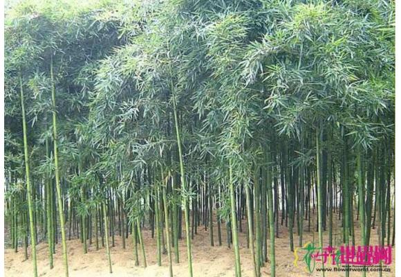 雷竹