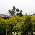 黄金香柳