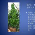 福木