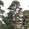 日本罗汉松