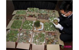 提醒 携带或邮寄多肉植物入境违法