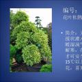 杜鹃