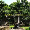 荔枝树（造型）