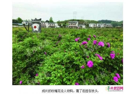 遵义万亩玫瑰成烂尾项目 千亩玫瑰花烂在枝头 遵义万亩玫瑰成烂尾项目 千亩玫瑰花烂在枝头
