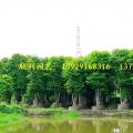 多宝树（母生树）