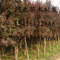 碧桃