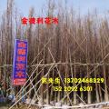 落羽杉