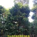秋枫