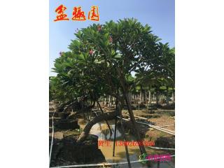 斜飘鸡蛋花