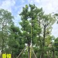 香樟