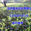 其它松柏杉竹