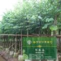 羊蹄甲（普宁市南景园艺花木场）