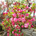 其它观花植物
