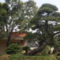 黑松