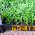 袖珍椰子