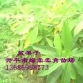 八角金盘（盆架子）