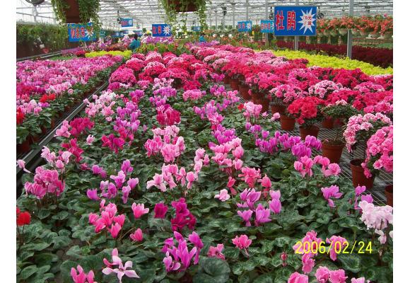 深圳高温干燥花期难料花农头疼 