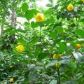 四季金花茶