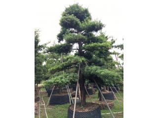 台湾罗汉松