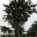 小叶紫薇