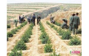 今年西藏计划完成营造林110多万亩