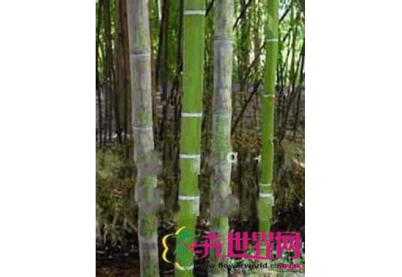 毛金竹