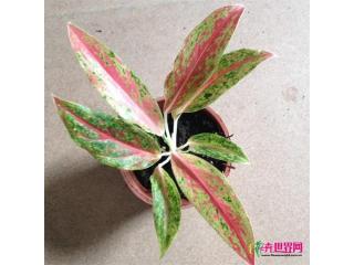 红侠粗肋草