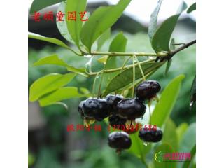 巴西甜樱桃