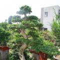 福建茶