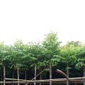 栾树