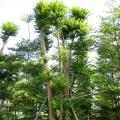 多宝树 子母树 红花天料木