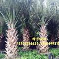 龙鳞榈
