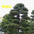 罗汉松