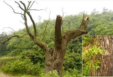 贵州仁怀：800岁名木“摇钱树”发新芽（图）