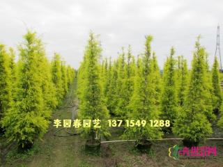 黄金香柳
